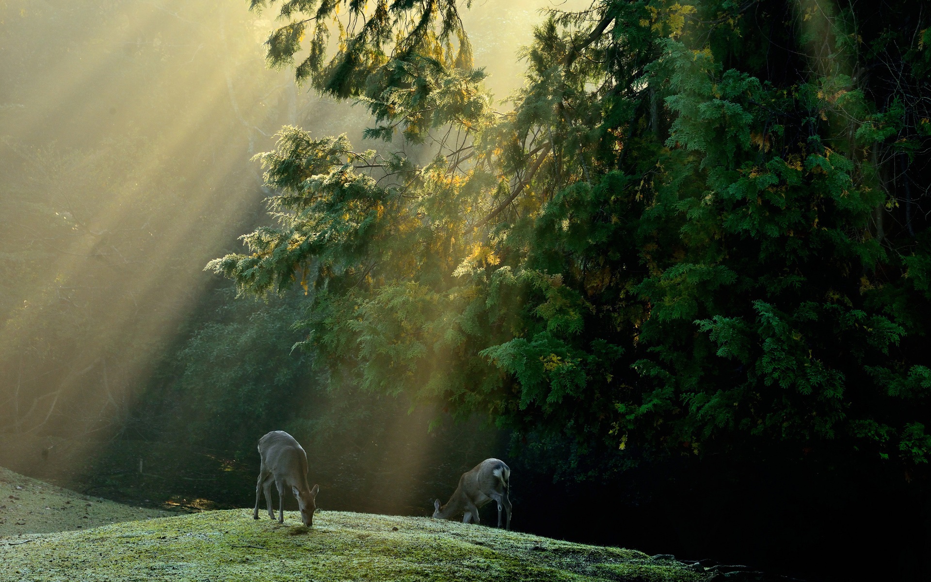 forest_trees_meadow_deer_sun_rays_1920x1200.jpg