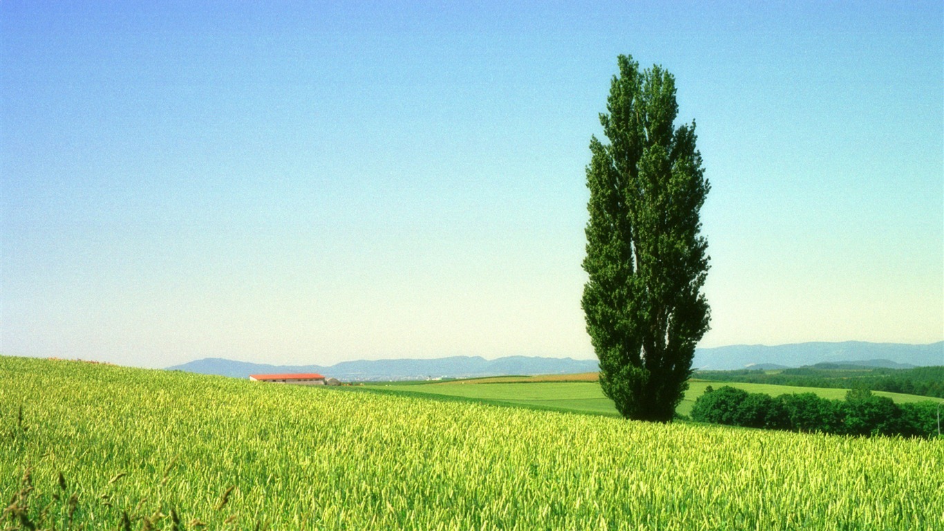 green_grass_blue_sky_a_tree_hd_desktop_wallpaper_1366x768.jpg