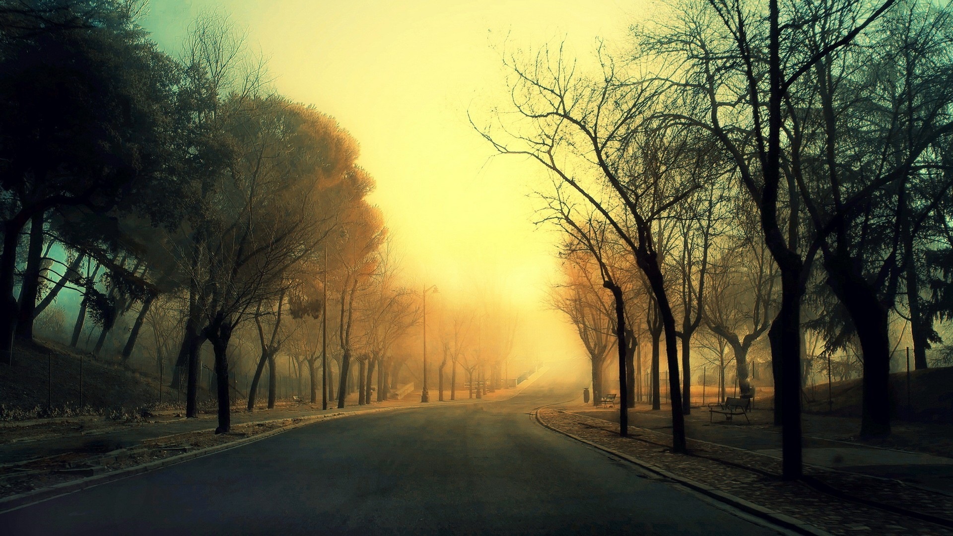 road_trees_fog_morning_1920x1080.jpg
