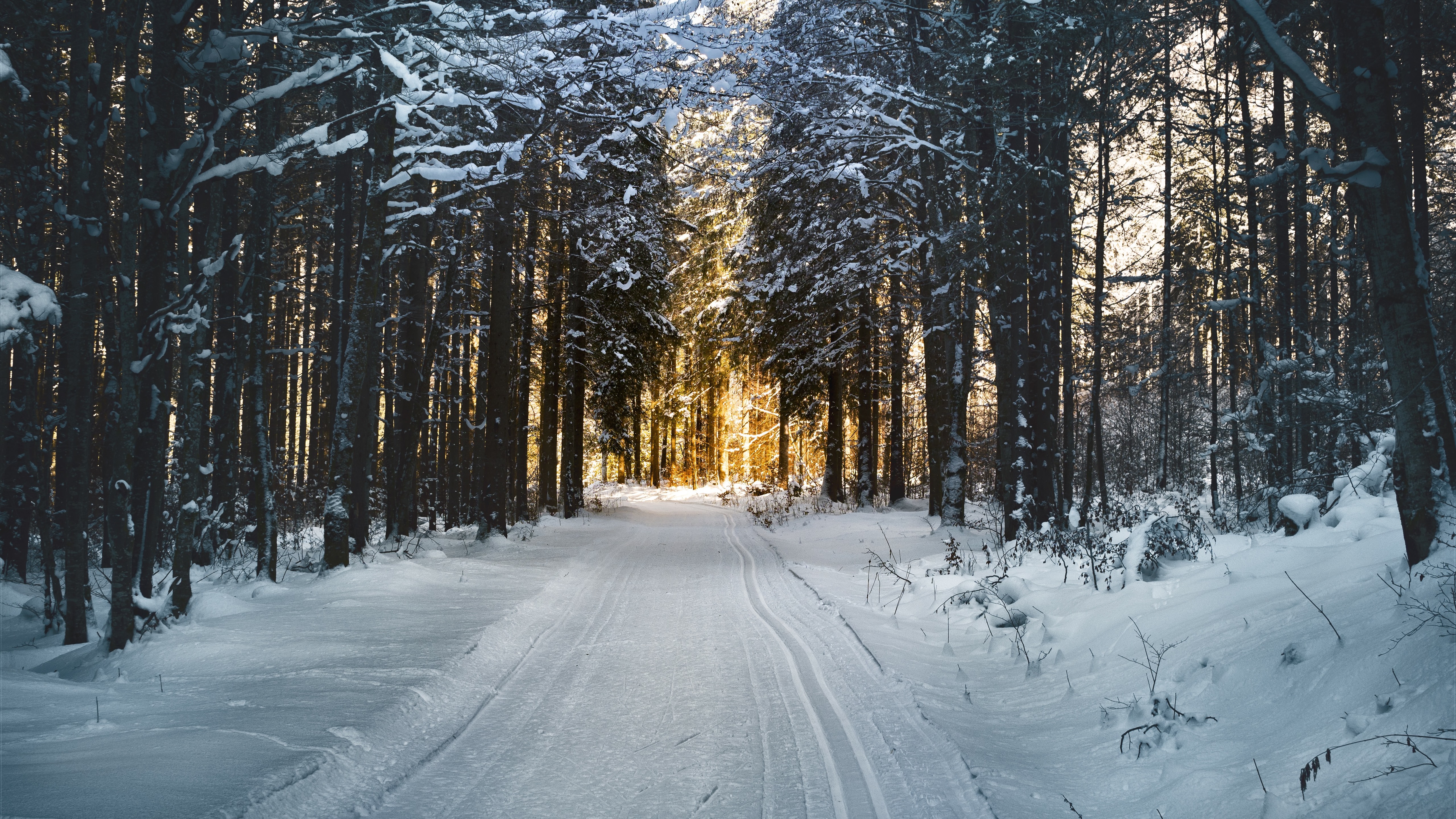 winter_trees_path_snow_sunshine_5120x2880.jpg