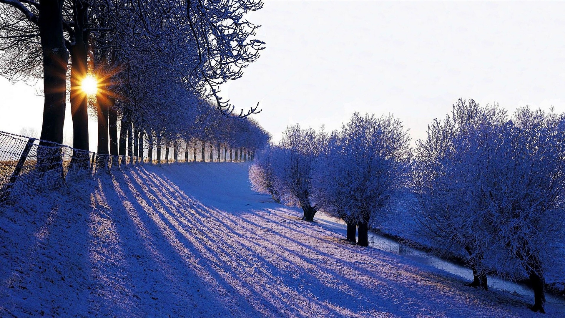 winter_trees_snow_white_sunlight_1920x1080.jpg
